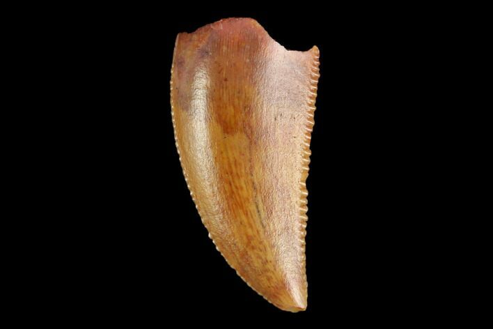Serrated, Raptor Tooth - Real Dinosaur Tooth #124881